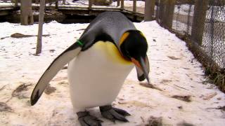 Lone king penguin discovered thousands of kilometres from Antarctica on Australian beach [upl. by Verner]