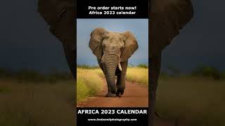 My best photos of 2023 Calendars amp Cards for sale Africa amp Tigers calendar Big Cats amp Babies cards [upl. by Edlyn396]