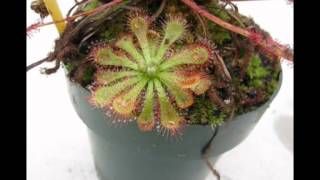 Drosera spatulata timelapse [upl. by Moulden]