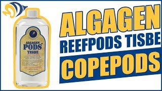 Beginners guide How To Grow Apo amp Tisbe Copepods 4 Your Reef Tank [upl. by Armbrecht]