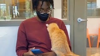 When the Cat at the adoption center chooses you 🧡 [upl. by Htnnek]