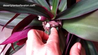 Our Tradescantia spathacea Exotic House Plant in beautiful flower [upl. by Ahtabbat]