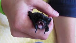 Baby bats running amok [upl. by Ytrebil217]