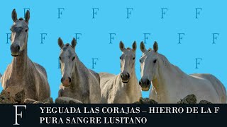 YEGUADAS DE CABALLOS LUSITANOS [upl. by Letnom]