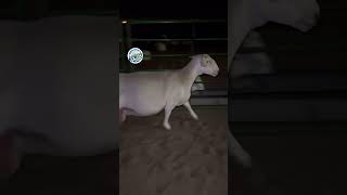 🐐Kuwait Dairy Goat 🥛 [upl. by Ahsinrats934]