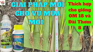 SỬ DỤNG ORGANIC D1 VÀ LÂN HỮU CƠ D6 TRÊN GIỐNG OM 18 LÚA ĐẺ NHÁNH MẠNH MẬP CHỒI TĂNG CHỒI HỮU HIỆU [upl. by Kiernan932]