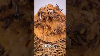 10 000 Mealworms vs PUMPKIN [upl. by Eniffit]