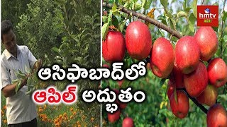 Telangana Apple Cultivation Guide  hmtv agri [upl. by Fillbert]