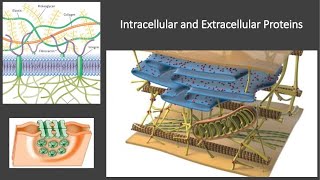 Intracellular and Extracellular Proteins [upl. by Rodolphe]