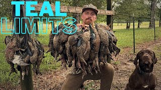 Early Teal Opening Weekend LIMITS amp BANDS [upl. by Nonnac]