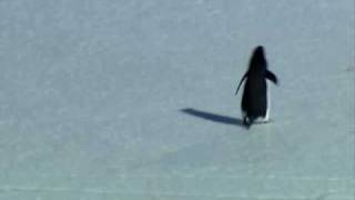 Deranged Penguin  Encounters at the end of the world [upl. by Soulier26]