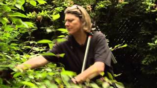 How to Prune Beautyberry  Callicarpa  Video Tutorials with Plant Amnesty [upl. by Ynohtnacram]