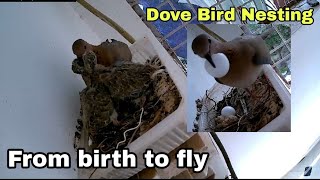 The Dove Birds Nest Building and the Story of Babies from Birth to Flyingdove nestdove birdpigeon [upl. by Aham]