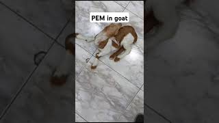 Polio encephalomyelitis in goat youtubeshorts youtuber animals goat youtubeviralshortsyoushort [upl. by Lapointe]