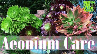 AEONIUM TOUR  How to Care for and Propagate this Amazing Plant [upl. by Aneahs565]