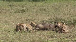 Cheetahs Hunting for wildebeest [upl. by Teillo]