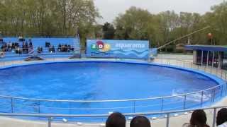 Barcelona Zoo Dolphins [upl. by Noiraa]