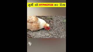 चिकन खाने वाले जरूर देखें  How To Hypnotise A Chicken Easily  short [upl. by Arutnev]