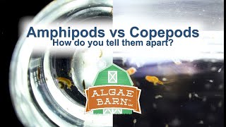 Amphipods vs Copepods [upl. by Ilaire374]