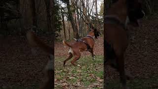 Training of German Boxer Dog [upl. by Dynah]