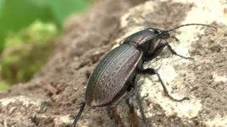 Carabus morbillosus [upl. by Jessie]