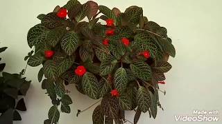 👉 Episcia20 dicas para fazer à planta florir [upl. by Ahsaetal]