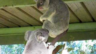 Crazy Koala Fight [upl. by Irvine]