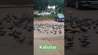 कबूतरदाना खा रहे है kabutar shortsvideo [upl. by Yorke]