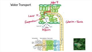 CohesionTension Theory of Transpiration A Level Biology [upl. by Womack]