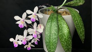 02182022 林登蝴蝶蘭，非常推薦，值得擁有的蘭花Phalaenopsis lindenii [upl. by Lladnik52]