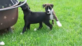 Boxer Puppies For Sale [upl. by Lithea660]