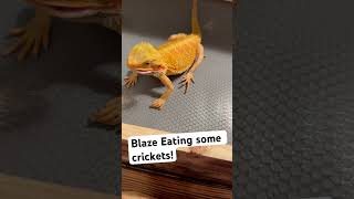 My bearded dragon feeding on crickets 🦗 pets reptiles lizard beardeddragon dragon beardies [upl. by Etnomed]