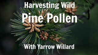 Harvesting Wild Pine Pollen  Harmonic Arts [upl. by Juback]