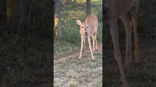 This Deer Ate an Entire Snake 🐍 [upl. by Ruy]