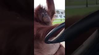 This video will change your life 🦧🦧 Orangutan Driving Golf Cart [upl. by Uzzia875]