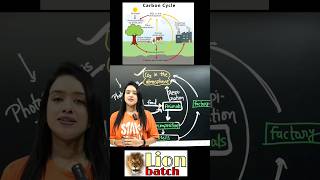 Carbon di oxide cycle in Hindi short video knowledge adda bsc zoology lion batch co2 cycle [upl. by Kirbie]