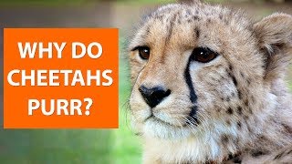 Why do CHEETAHS purr [upl. by Loria236]