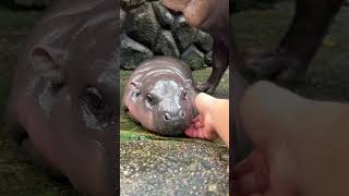 Moo Deng stopped biting Nanny Now we love each other hippo babyhippo animals wildlife cute [upl. by Sawtelle]