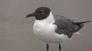 Lonely Laridae Margate City Beach Laughing Gull Surf and Fishing Pier July 25 2024 702 am [upl. by Lander]