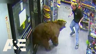 500POUND Bear REPEATEDLY Steals Candy from Gas Station  Customer Wars  AampE [upl. by Enileda]