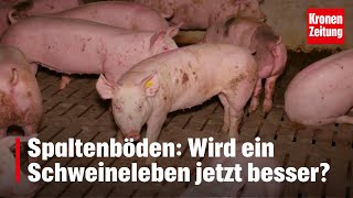 Spaltenböden Wird ein Schweineleben jetzt besser  kronetv NEWS [upl. by Yaluz143]