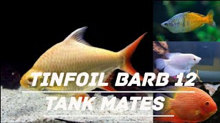 Tinfoil barb 12 Tankmates  Urdu Hindi  Fish knowledge [upl. by Eidda]