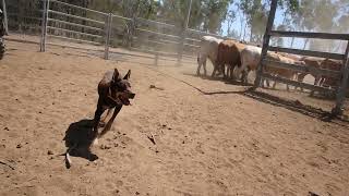 Hard Working Australian Kelpies [upl. by Ahsilac]