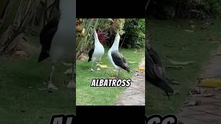 The Laysan Albatross  A Great Flyer Through Storms 😍 [upl. by Nosyk]