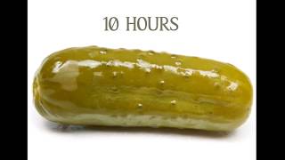 Pickle Song for 10 hours [upl. by Elayor]