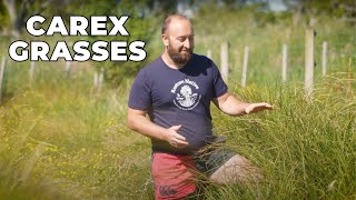 Carex Grasses  Quick Chats with Adam  Restore Native [upl. by Mcnally629]