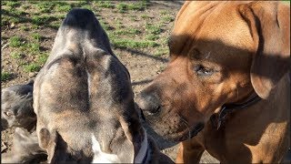 A Tosa Inu Japanese Mastiff Plays With PitBull amp Other Dogs at Dog Park [upl. by Donavon]