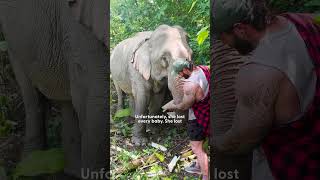 Elephant Walks Free After 41 Years In Chains  The Dodo [upl. by Leiram592]