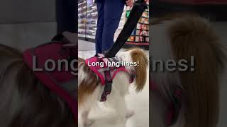 Felix the Japanese Chin service dog heels through a crowded store servicedog japanesechin [upl. by Brighton181]