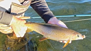 GRAYLING ON THE FLY AT FRONTIER FISHING LODGE [upl. by Paza972]